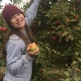 Apple harvesting at the farm's orchard.