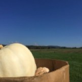 A sunny day for squash harvesting.