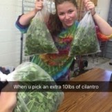 Extra cilantro harvested from the farm.
