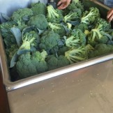 Broccoli being washed and processed.