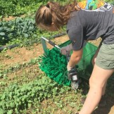 Students using the lettuce harvester; "a true innovation in green-harvesting technology!"